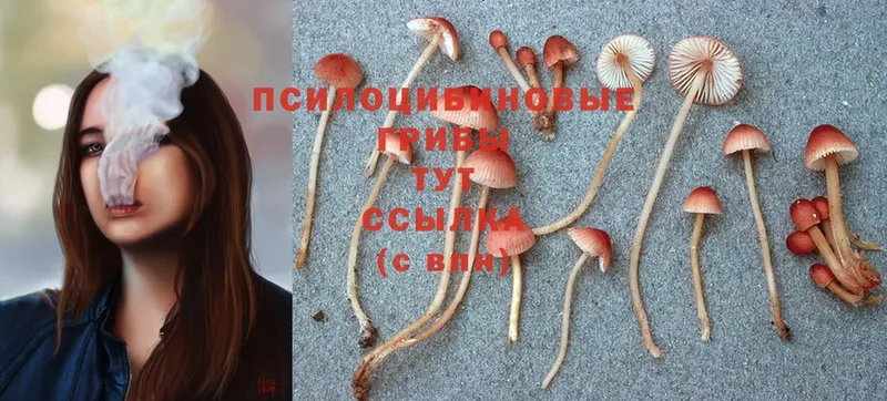 Псилоцибиновые грибы Psilocybine cubensis  мега   Партизанск  цена наркотик 